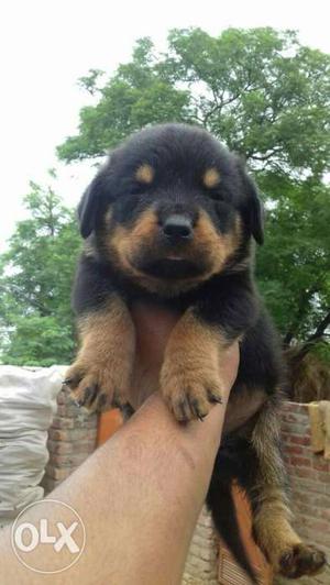 O6 Rottweiler puppy 35 days old male and female pups