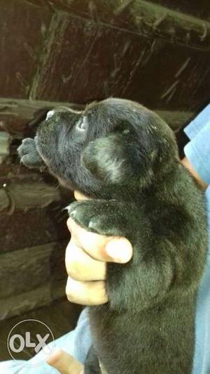 One black male and one black female labre puppies