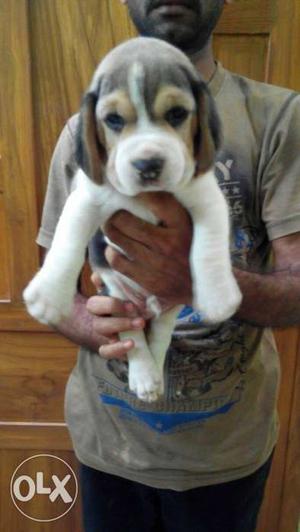 One day offer beagle male with kci paper