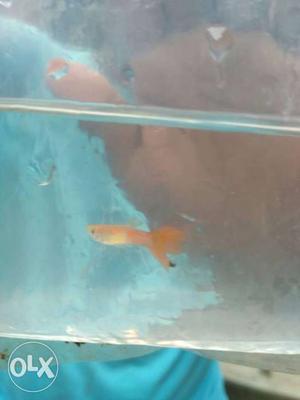 Orange Guppy Fish