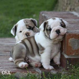 Original Breed Bull Dog Puppies Available