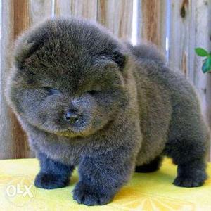 Original Breed Chow Chow Puppies Available