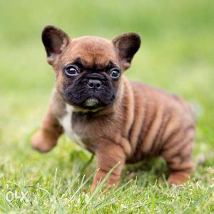 Original Breed French Bull Dog Puppies Available