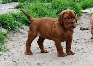 Original Breed French Mastiff Puppies Available
