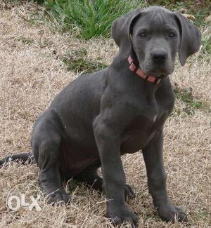Original Breed Great Dane Puppies Available