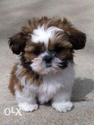 Original Breed Shih Tzu Puppies Available