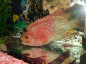 Original imported albino floran fish
