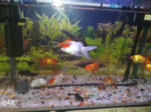 Orinda gold fish 2 red cap 4 orinda gold 4 normal