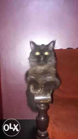 Persian cat 10 month old