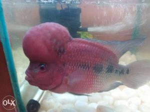 Pink And Gray Flower Horn Cichlid