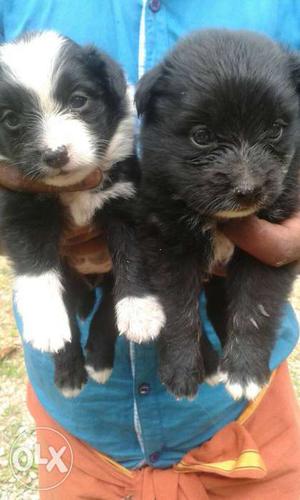 Pom puppys for sale 1 male & 1 female 30 days old