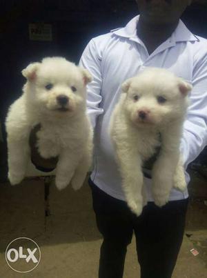 Pomeranian female puppy available super quality