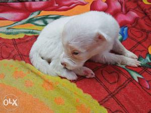 Pomerion pure breed White Short-coated Puppy