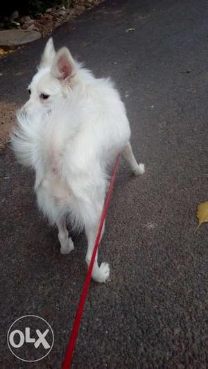 Pommarian puppy 3 mnths needed for gud home pls