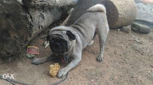 Pug 2 years old original bread matting dog