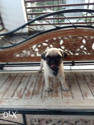 Pug (Male), 2 months old. Urgently want to sell.