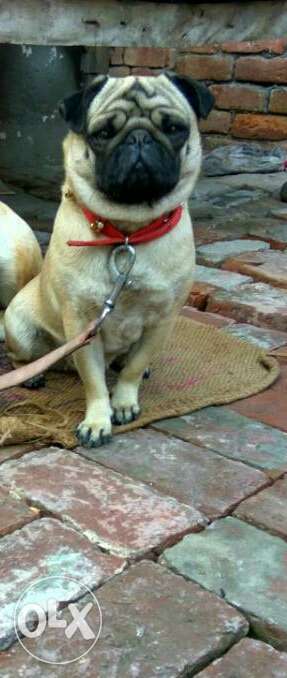 Pug female for sale ready to breed