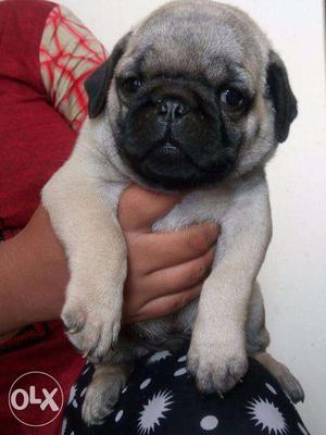 Pug good quality pups available age 1 month call number show