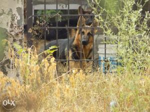 Pure German sheapard dogs show quality 1 year old