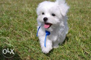 Pure WHITE Maltese breed puppy. Negotiation allowed.