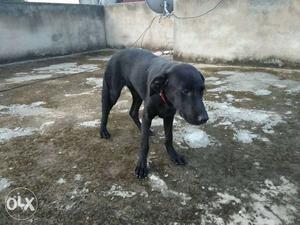 Pure Z black Labrador female and completed all vacsin