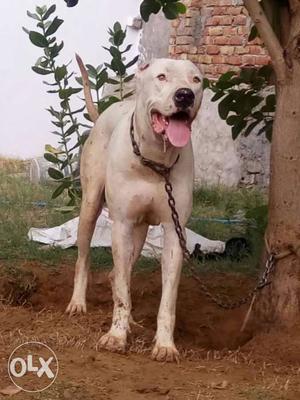 Pure pak bully dog 30"hight