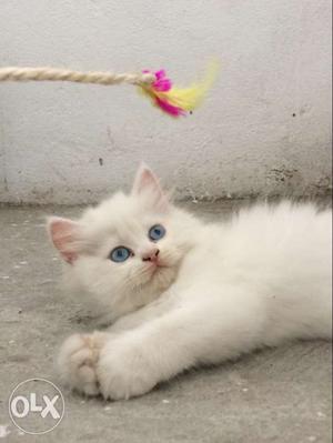 Pure persian Kitten breed with blue eyes first time in