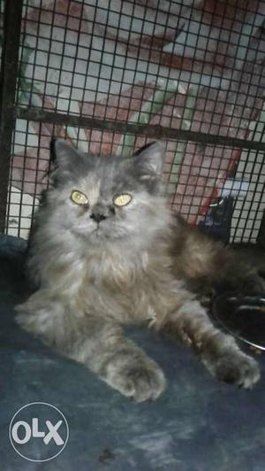 Pure quality persion female cat fully healthy and