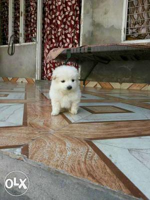 Puree White pomerian male and female Puppy available