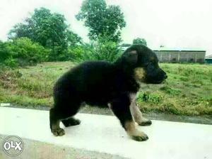 RANCHI:- ROTTWEILER"DOG PUPPEIS ALL BREED &
