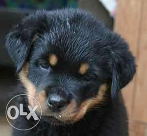 ROTTWEILER puppy at lowest price