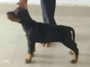 Ranchi:- French Mustiff"dog Puppeis All Breed &