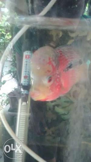 Red dragon flowerhorn fish
