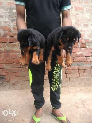 Rot puppy on sale