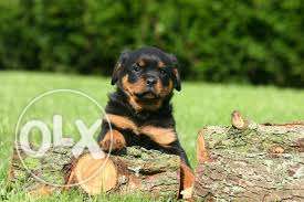 Rottweiler Puppy For Sell / Security Purpose Hurry Up