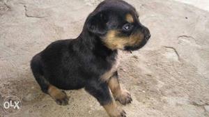 Rottweiler female 25 days old pappy sell