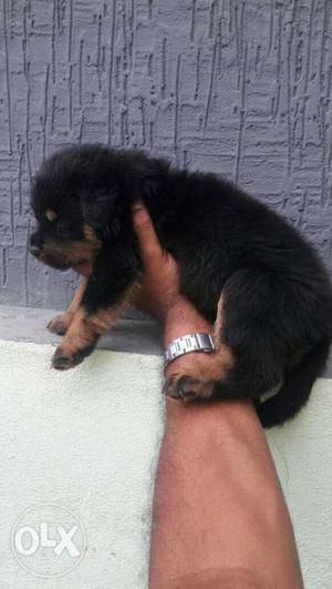 Rottweiler male puppies available