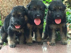 SHOW quality breed puppies available male 