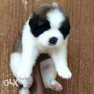 Saint Bernard available male  female 