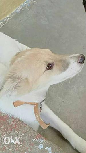 Short-coated White And Brown Dog