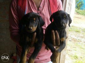 Show quality Doberman puppies available at best prize ever