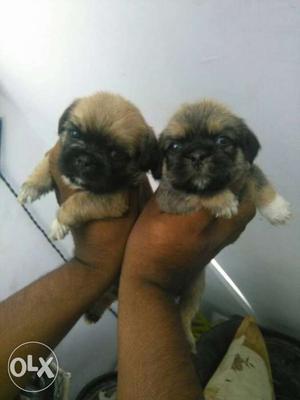 Show quality Lasha puppies available call now