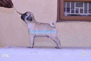Show quality Pug puppies with paper available for