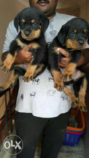 Show quality heavy size Rottweiler puppies male