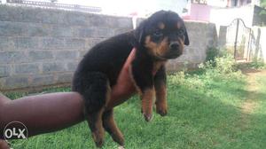 Show quality heavy size female Rottweiler puppy