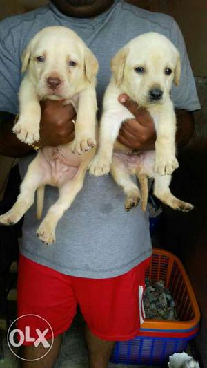 Show quality lab puppies male  female 