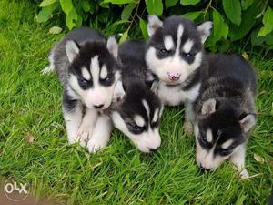 Siberian husky puppy looking for new friends in