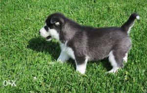 Siberian husky puppy looking for new friends in Gurgaon