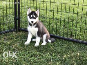 Siberian husky puppy looking for new friends in Moradabad