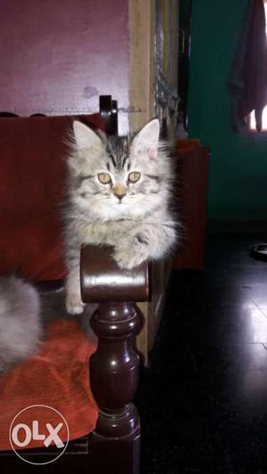 Silver Tabby Persian cat kitten mail